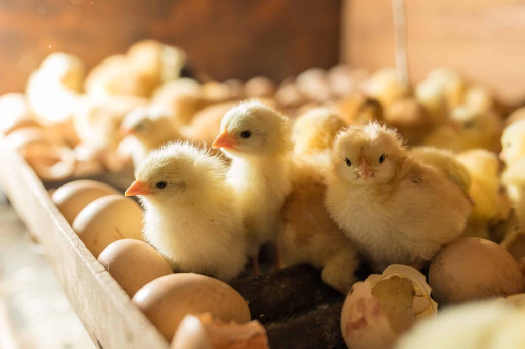 Hatchery (Egg Production & Handling)​